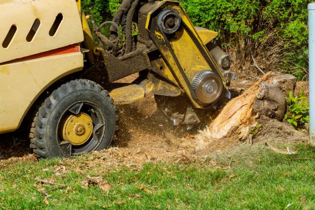 Best Tree Pruning Services  in Glendale, CA